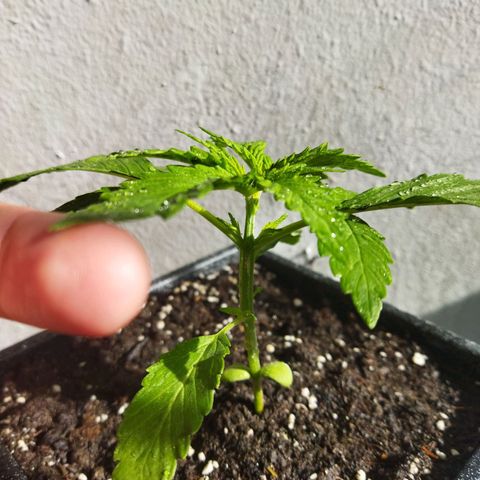 Mosca Haze growlog timeline photo