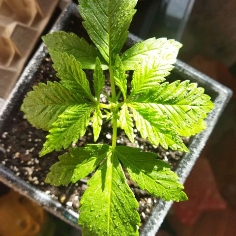 Mosca Haze growlog timeline photo