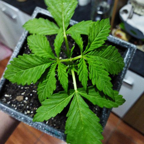 Mosca Haze growlog timeline photo