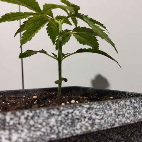 Mosca Haze growlog timeline photo