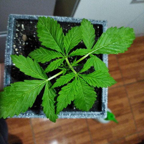 Mosca Haze growlog timeline photo