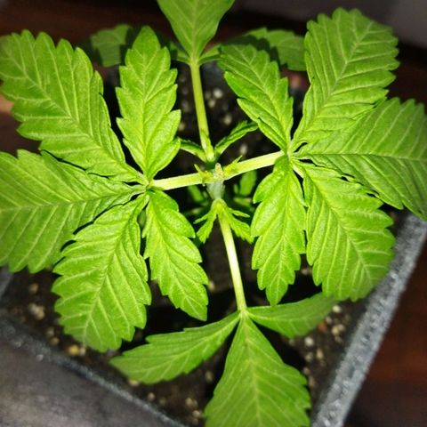 Mosca Haze growlog timeline photo