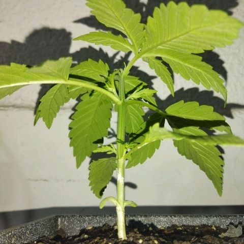 Mosca Haze growlog timeline photo