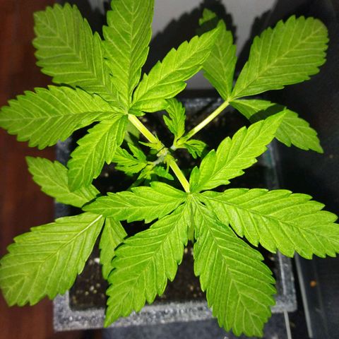 Mosca Haze growlog timeline photo
