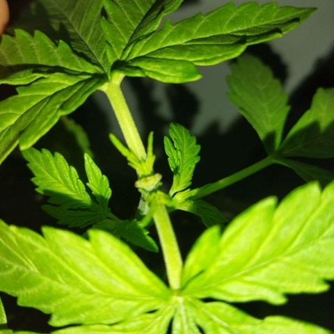 Mosca Haze growlog timeline photo