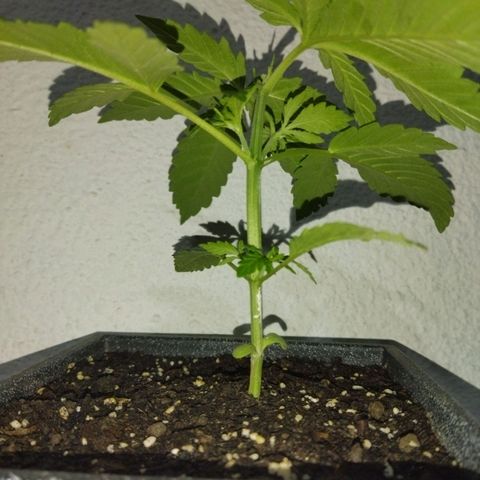 Mosca Haze growlog timeline photo