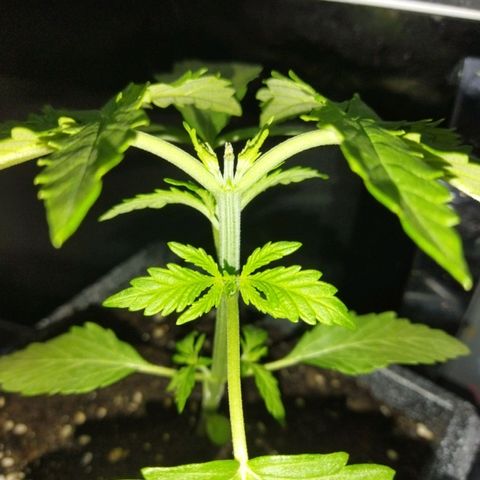 Mosca Haze growlog timeline photo
