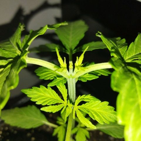 Mosca Haze growlog timeline photo