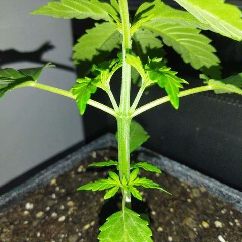 Mosca Haze growlog timeline photo