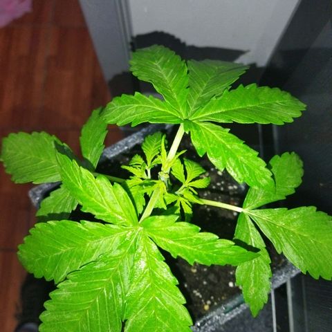 Mosca Haze growlog timeline photo