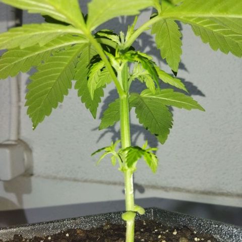 Mosca Haze growlog timeline photo