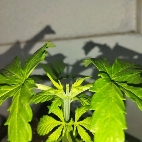 Mosca Haze growlog timeline photo