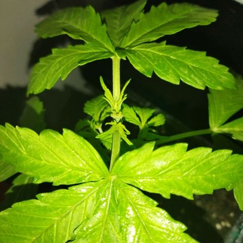 Mosca Haze growlog timeline photo