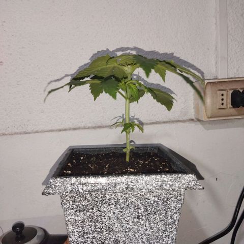 Mosca Haze growlog timeline photo