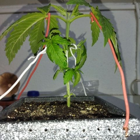 Mosca Haze growlog timeline photo