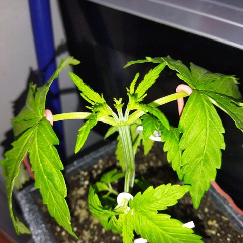 Mosca Haze growlog timeline photo