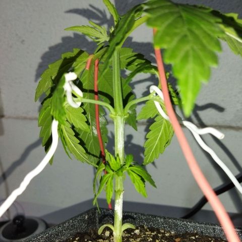 Mosca Haze growlog timeline photo