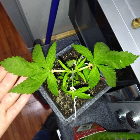 Mosca Haze growlog timeline photo