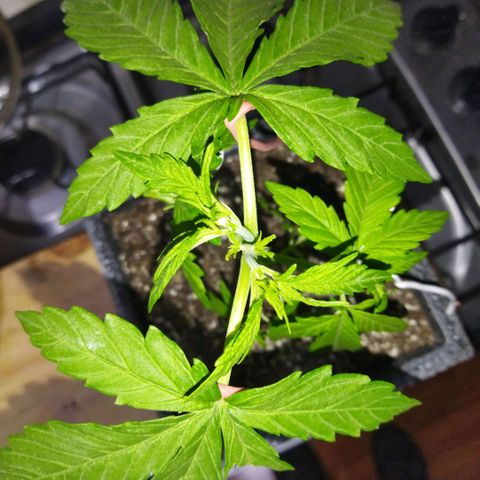 Mosca Haze growlog timeline photo