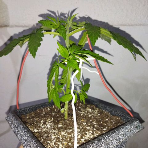 Mosca Haze growlog timeline photo