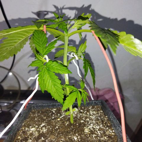 Mosca Haze growlog timeline photo