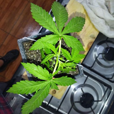 Mosca Haze growlog timeline photo