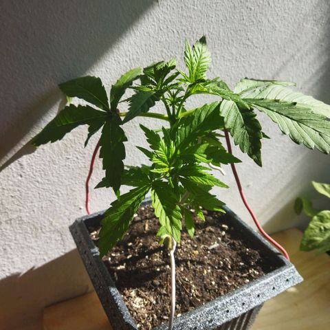Mosca Haze growlog timeline photo