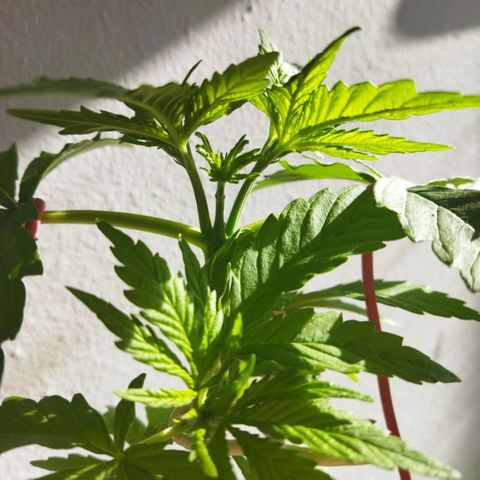 Mosca Haze growlog timeline photo
