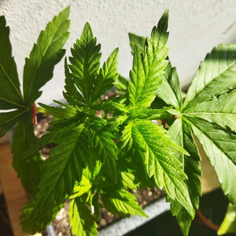 Mosca Haze growlog timeline photo