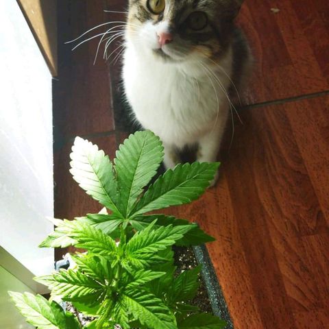 Mosca Haze growlog timeline photo