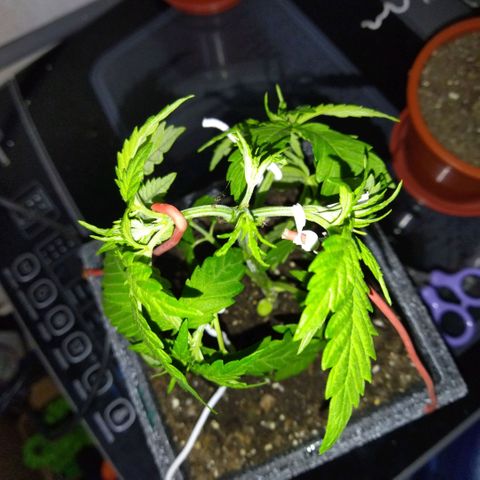 Mosca Haze growlog timeline photo