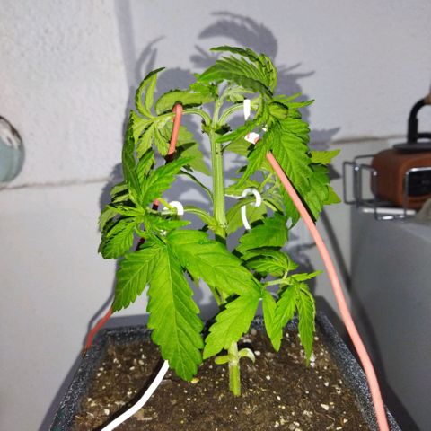 Mosca Haze growlog timeline photo