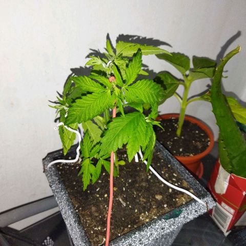 Mosca Haze growlog timeline photo