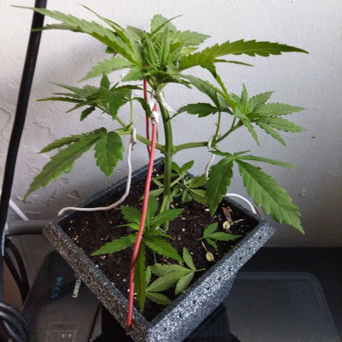Mosca Haze growlog timeline photo