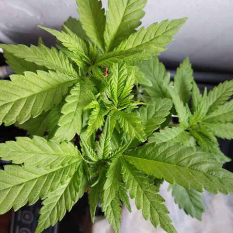 Mosca Haze growlog timeline photo