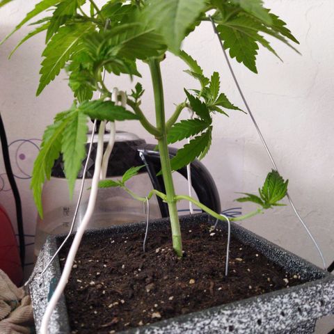 Mosca Haze growlog timeline photo