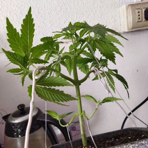 Mosca Haze growlog timeline photo