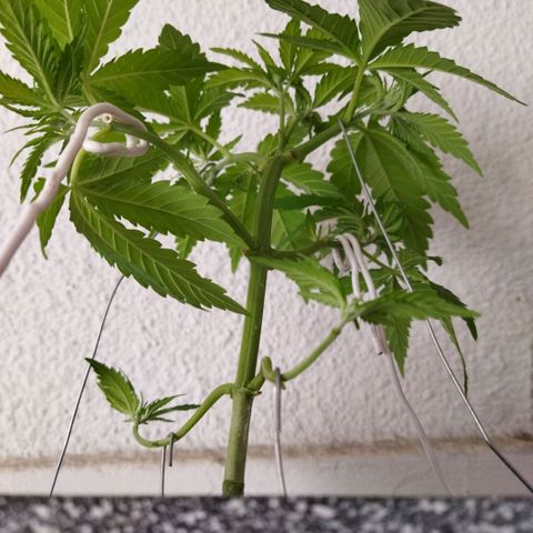 Mosca Haze growlog timeline photo