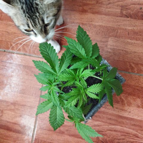 Mosca Haze growlog timeline photo