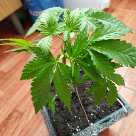 Mosca Haze growlog timeline photo