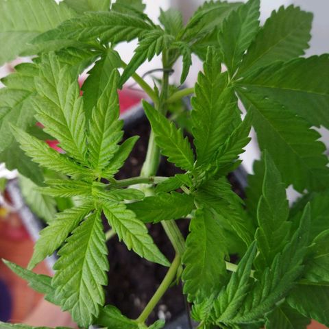 Mosca Haze growlog timeline photo