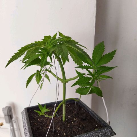 Mosca Haze growlog timeline photo