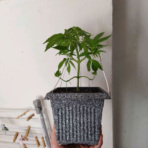 Mosca Haze growlog timeline photo