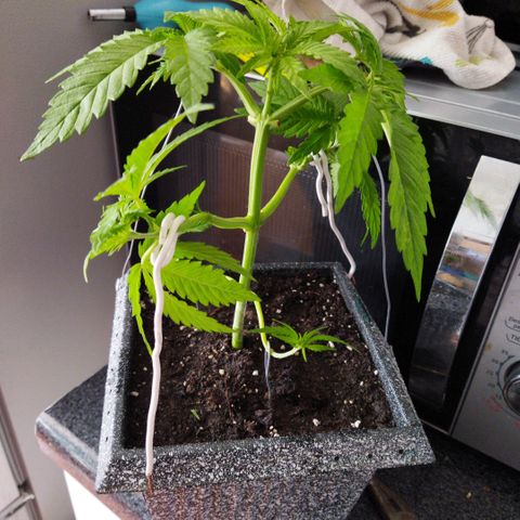 Mosca Haze growlog timeline photo
