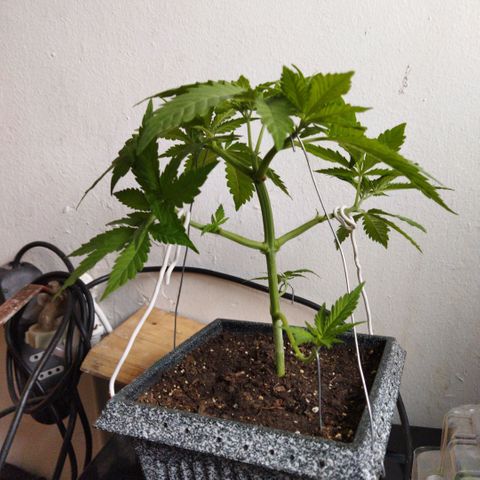 Mosca Haze growlog timeline photo