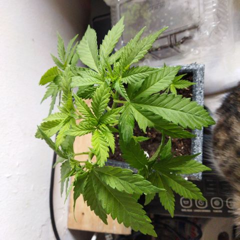 Mosca Haze growlog timeline photo