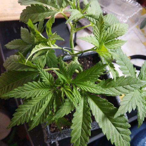 Mosca Haze growlog timeline photo
