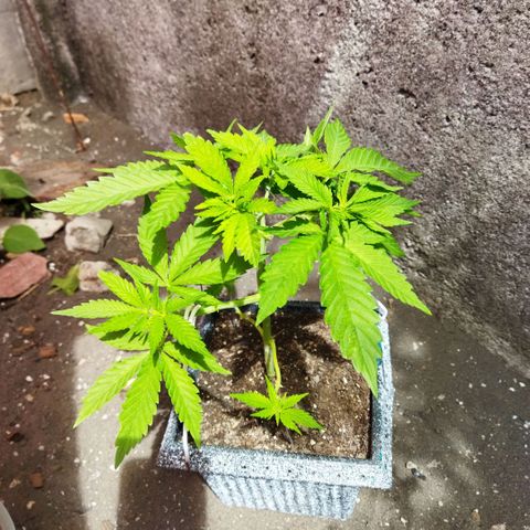 Mosca Haze growlog timeline photo