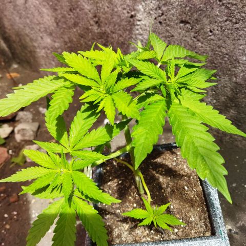 Mosca Haze growlog timeline photo