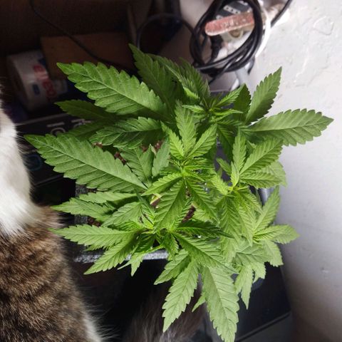 Mosca Haze growlog timeline photo